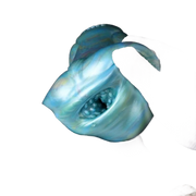 Beaver Dog Male Masturbator