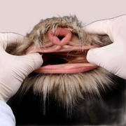 Donkey Vaginal Masturbators With Furry, Pussy Pocket Sex Toy for Men