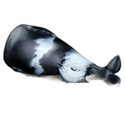 Killer whales Masturbators for men