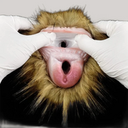 Orangutan Sex Toy Hand Made Masturbators For Men