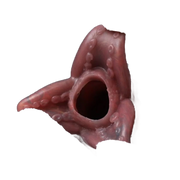 Dettaglio bocca Pandora Ovipositor con texture biologica e apertura centrale