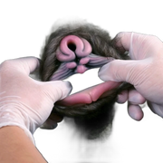 Rhinoceros Pussy Sex Toy Male Masturbator With Double Channel