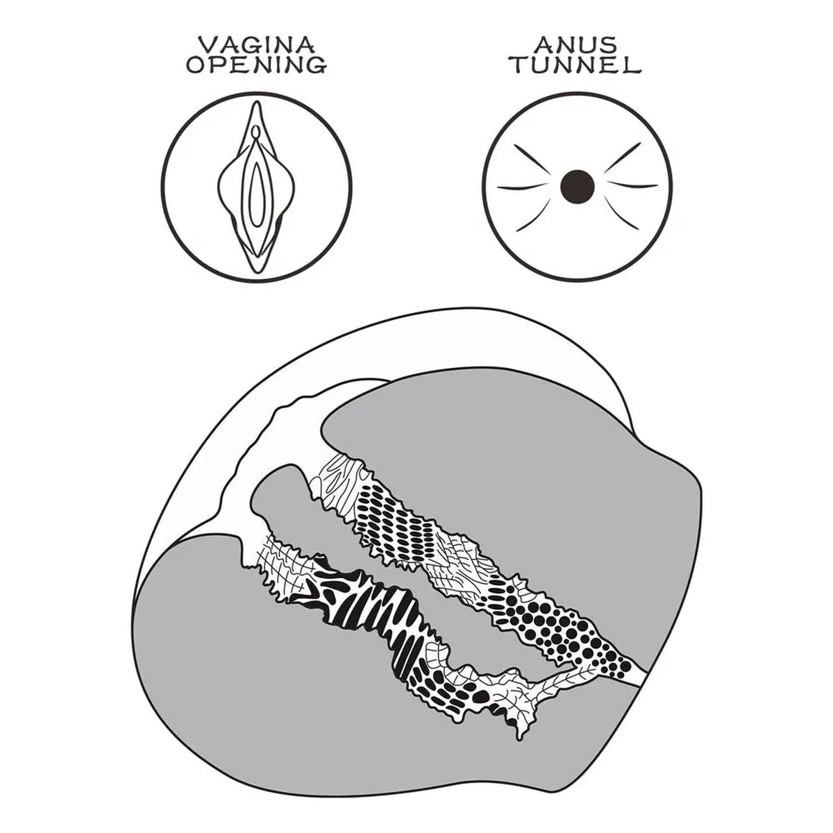 Sezione trasversale tecnica masturbatore apertura vagina e tunnel anale texture interna
