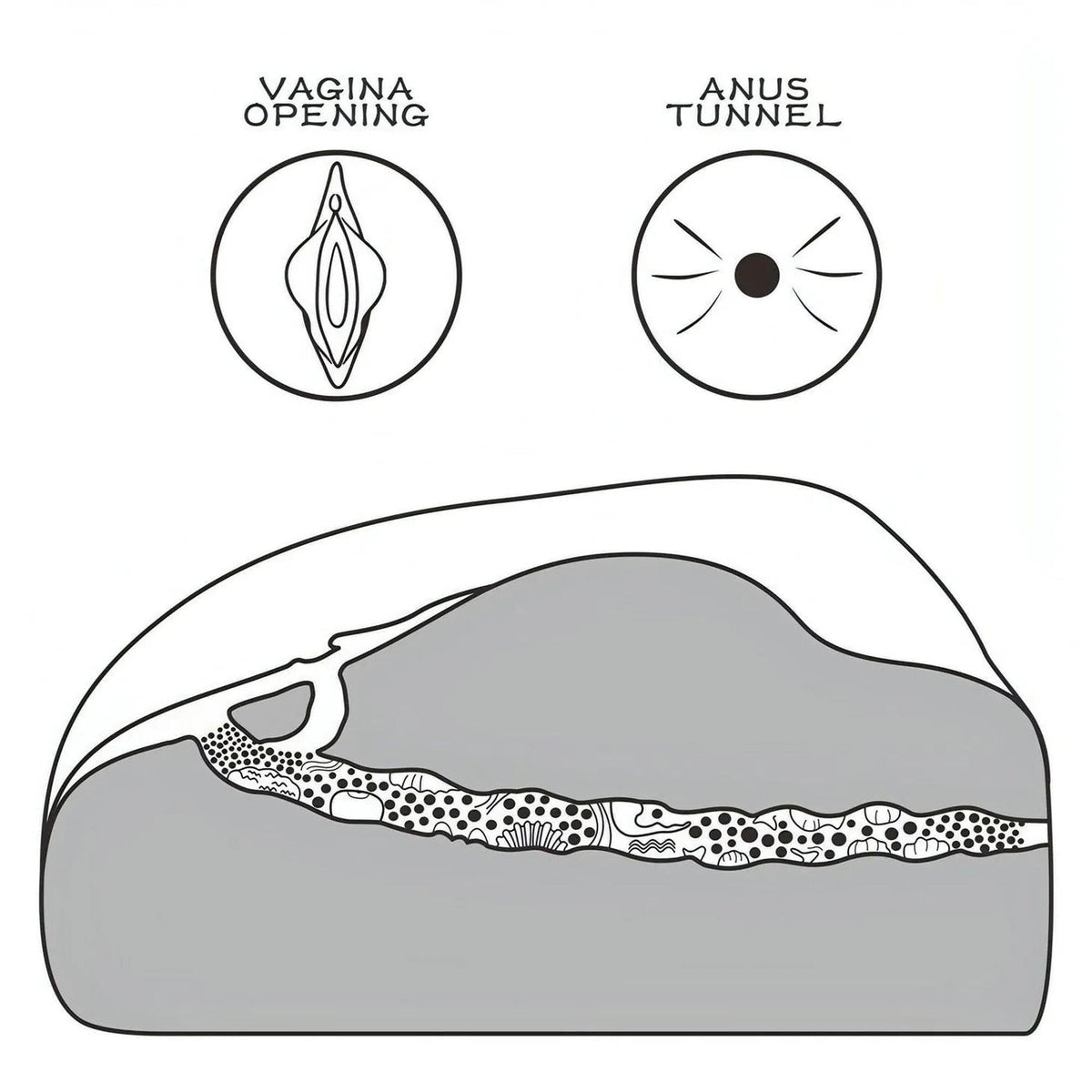 Diagramma sezione trasversale masturbatore TPE canali vagina e ano etichettati