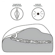 Diagramma sezione trasversale masturbatore TPE canali vagina e ano etichettati